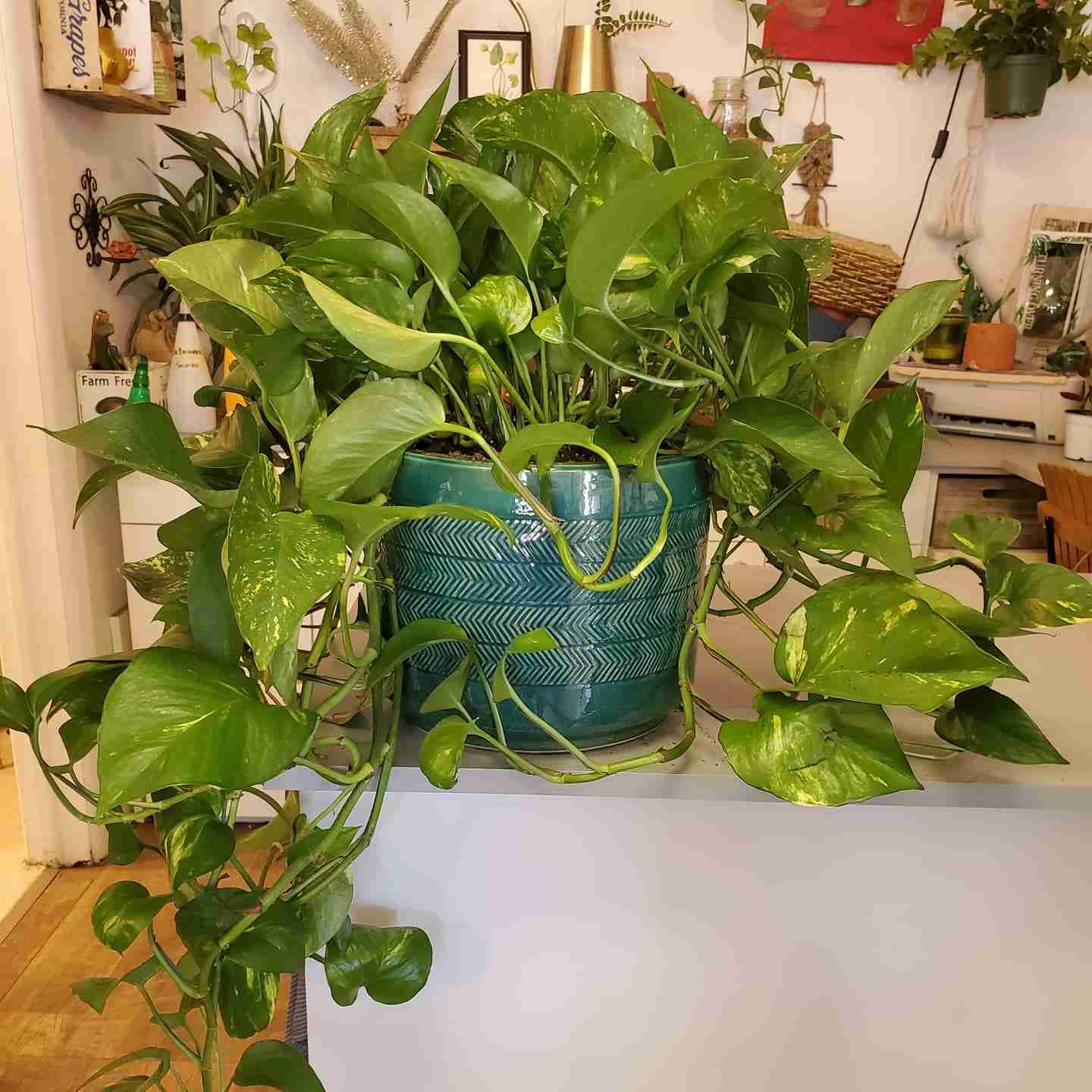 Tigerlily Goods Denver Gift Guide